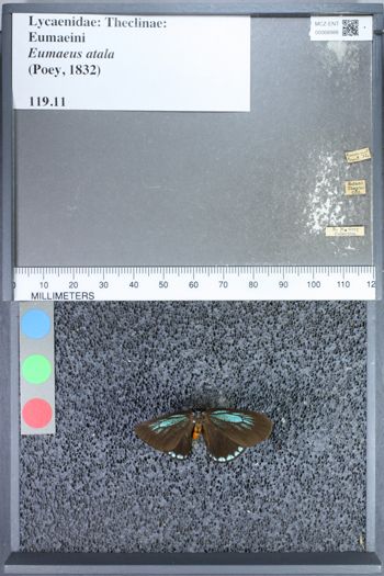 Media type: image;   Entomology 68988